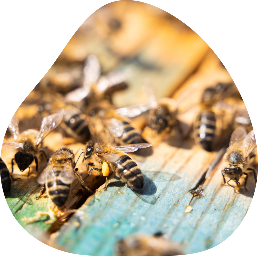 abejas
