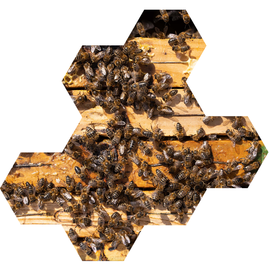 panal de abejas