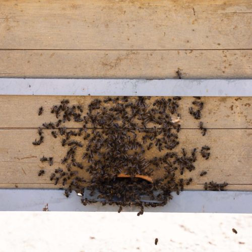abejas en el exterior de la colmena