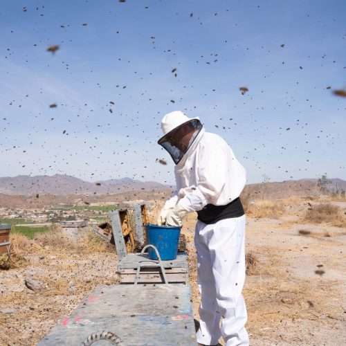 DSC03544 apicultor trabajando con las abejas