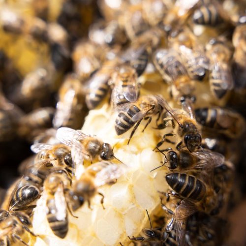 abejas en panal