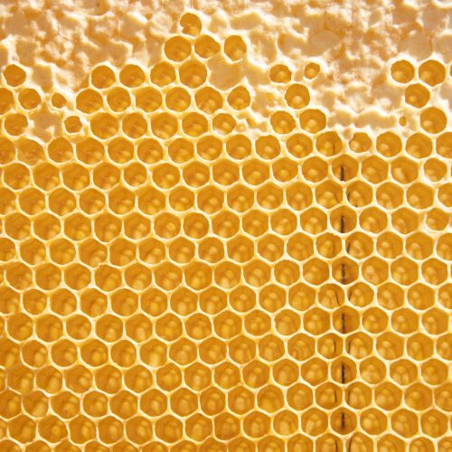 DSC03563 panal de abejas